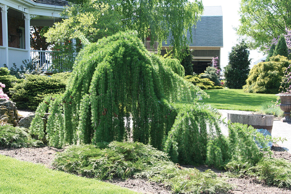 Larch 'Varied Directions' 7Gal