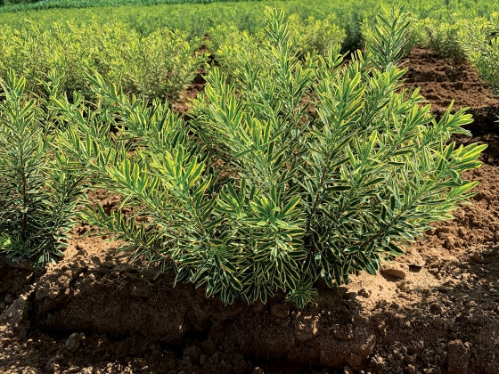 Daphne, Two Tone 'Rosemarie' 3Gal