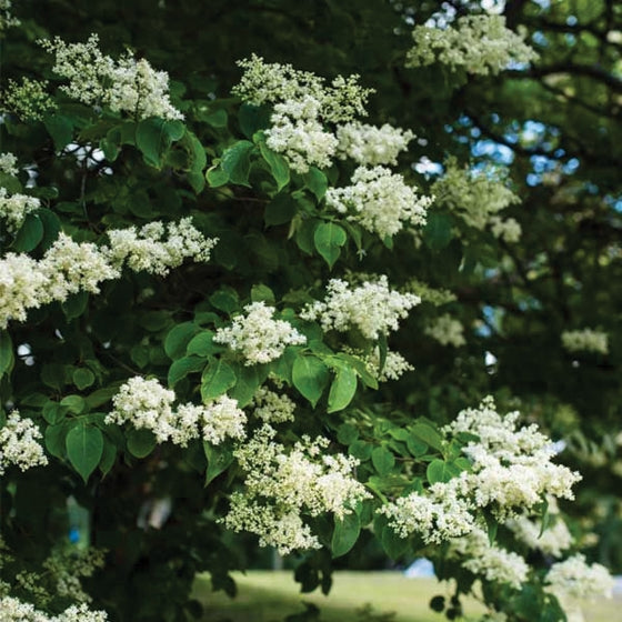 Ivory Pillar Japanese Tree Lilac 15 Gal