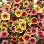 Trixiliner- 12" Fiber Hanging Basket, Various Colours