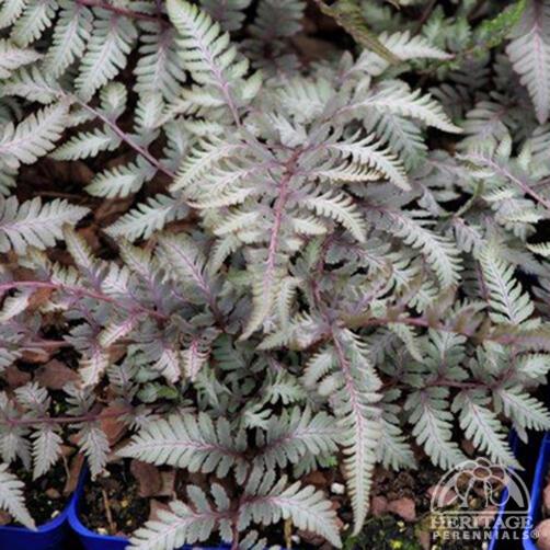 Fern, Japanese Painted 'Godzilla'