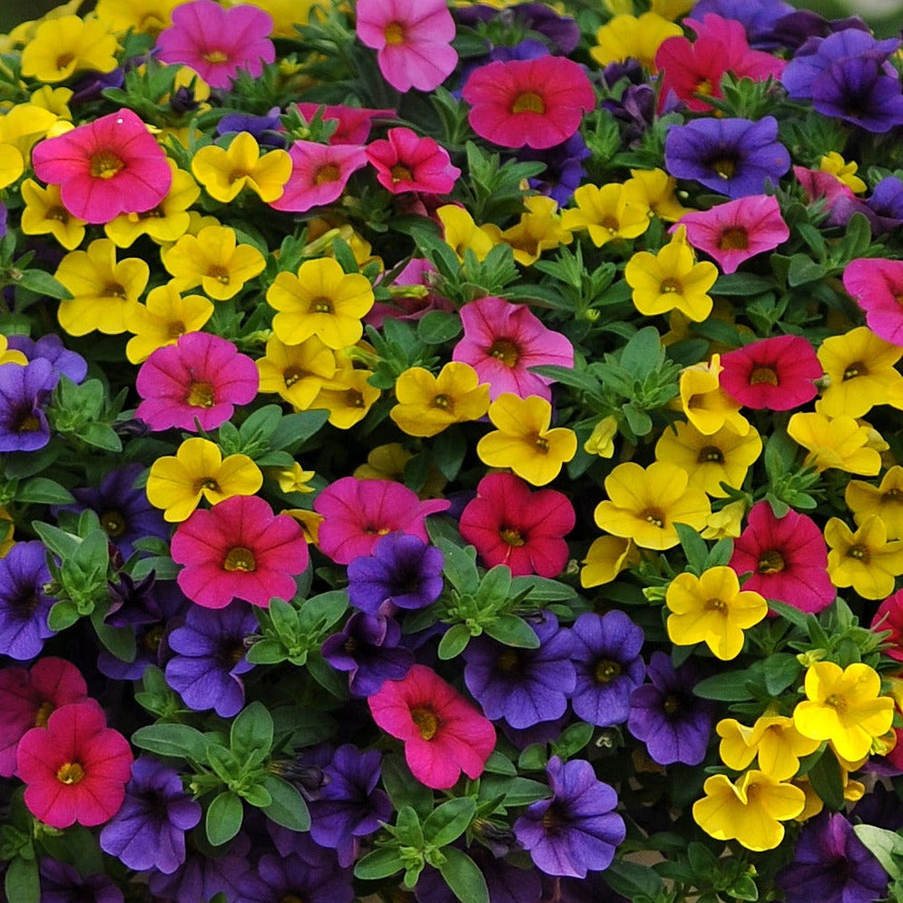 MixMaster - 12" Fiber Hanging Basket