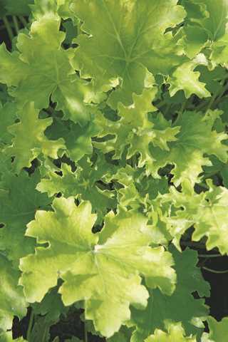 Coral Bells 'Lime Marmalade' 1G