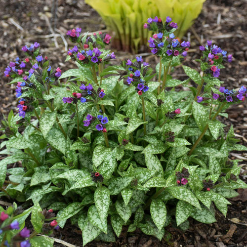 Lungwort 'Spot On' PW