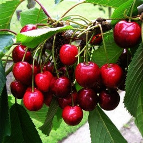 Cherry 'Bing'