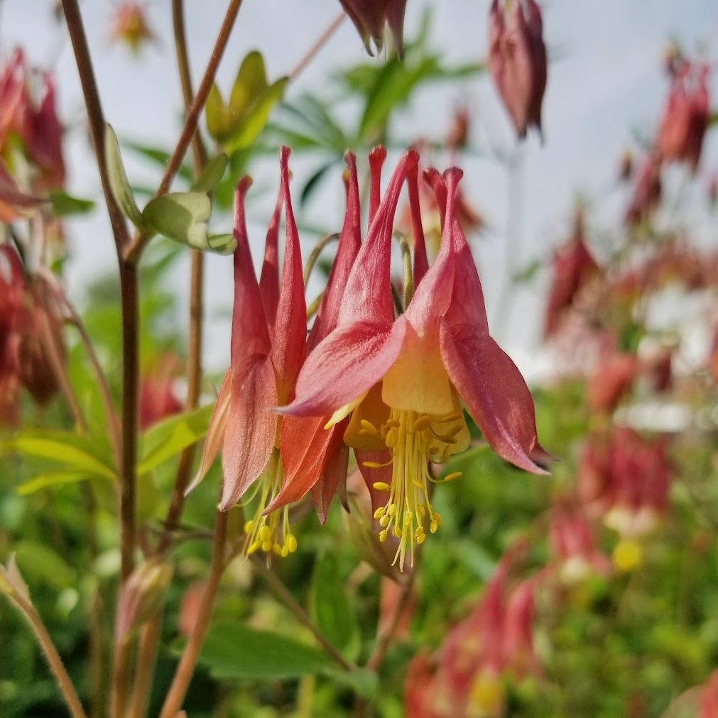 Wild Columbine