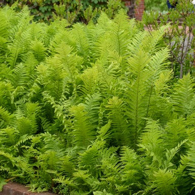 Fern, Ostrich
