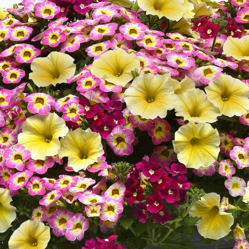 MixMaster - 12" Fiber Hanging Basket