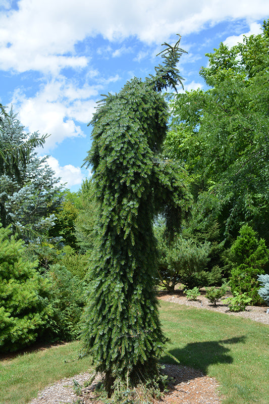 Serbian Spruce 'Pendula Bruns' 6G