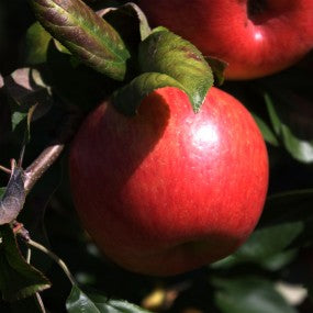 Apple 'Honeycrisp'