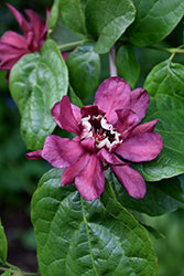Sweetshrub 'Hartlage Wine'