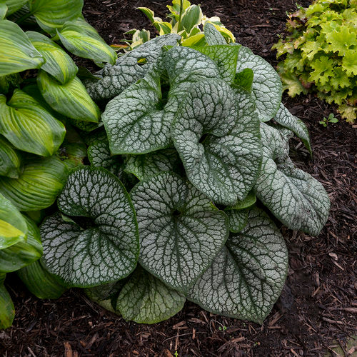 Brunnera 'Jack of Diamonds' PW