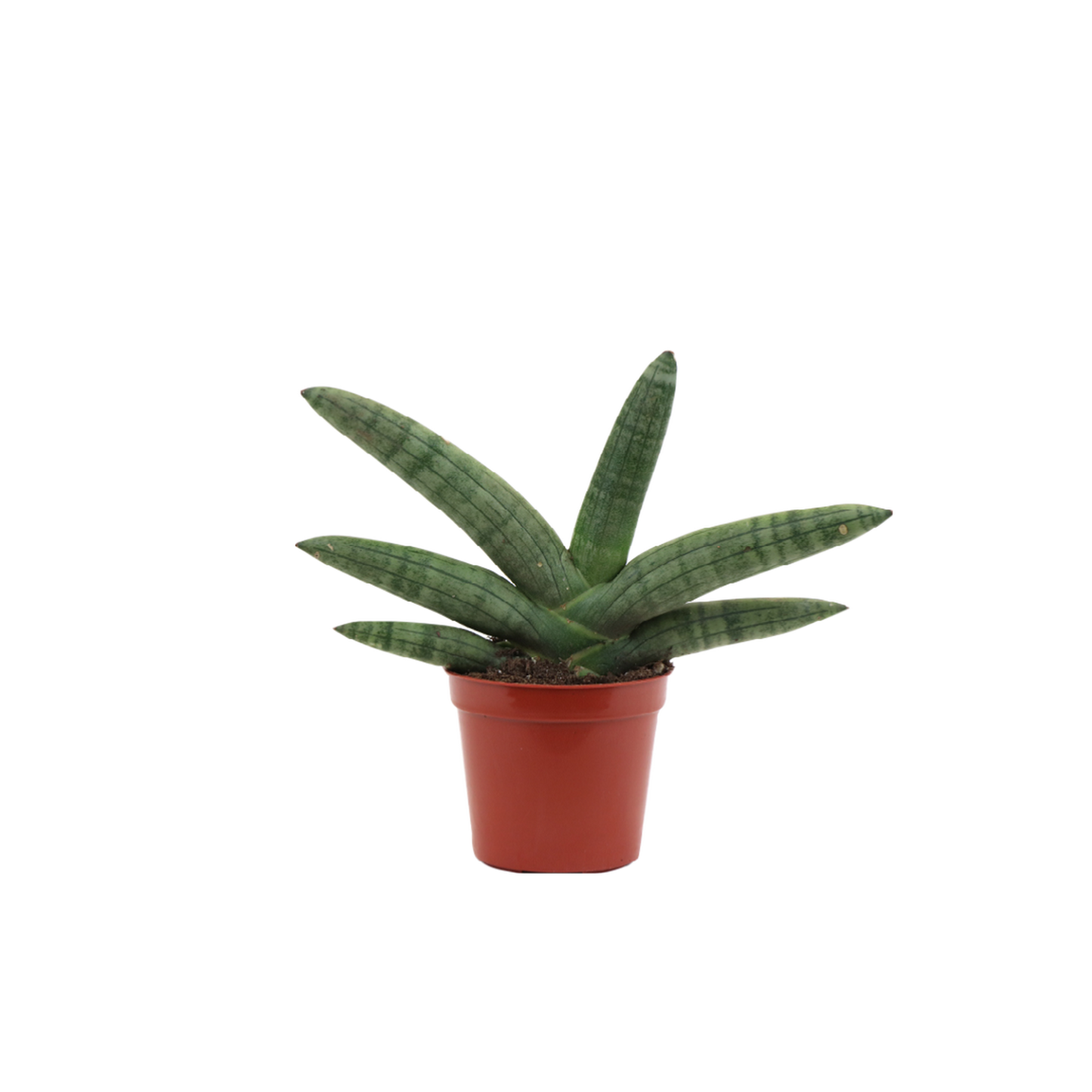 Snake Plant 'Boncel Starfish' 2.5"