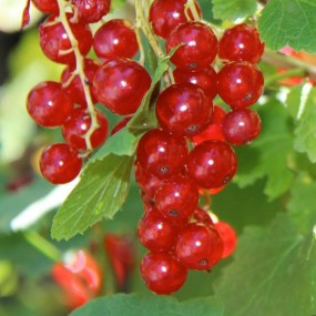 Currant, Red 'Red Lake'