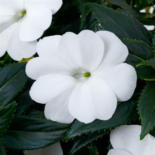 Sunpatiens Compact 4.25"
