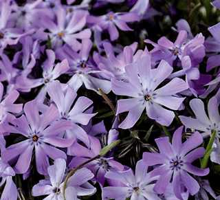 Phlox 'Bedazzled Lavender'