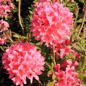 Azalea 'Rosy Lights' 2G