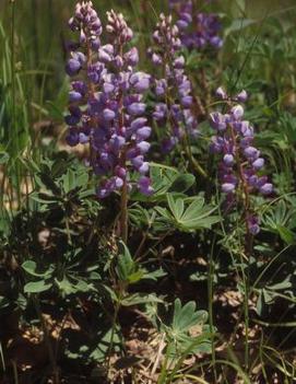 Lupine 'Sundial'