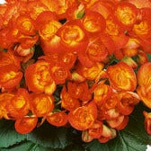 Begonia - 12" Fiber Hanging Basket