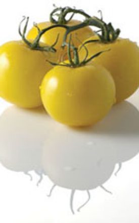 TOMATOES GOLDEN QUEEN - SEED