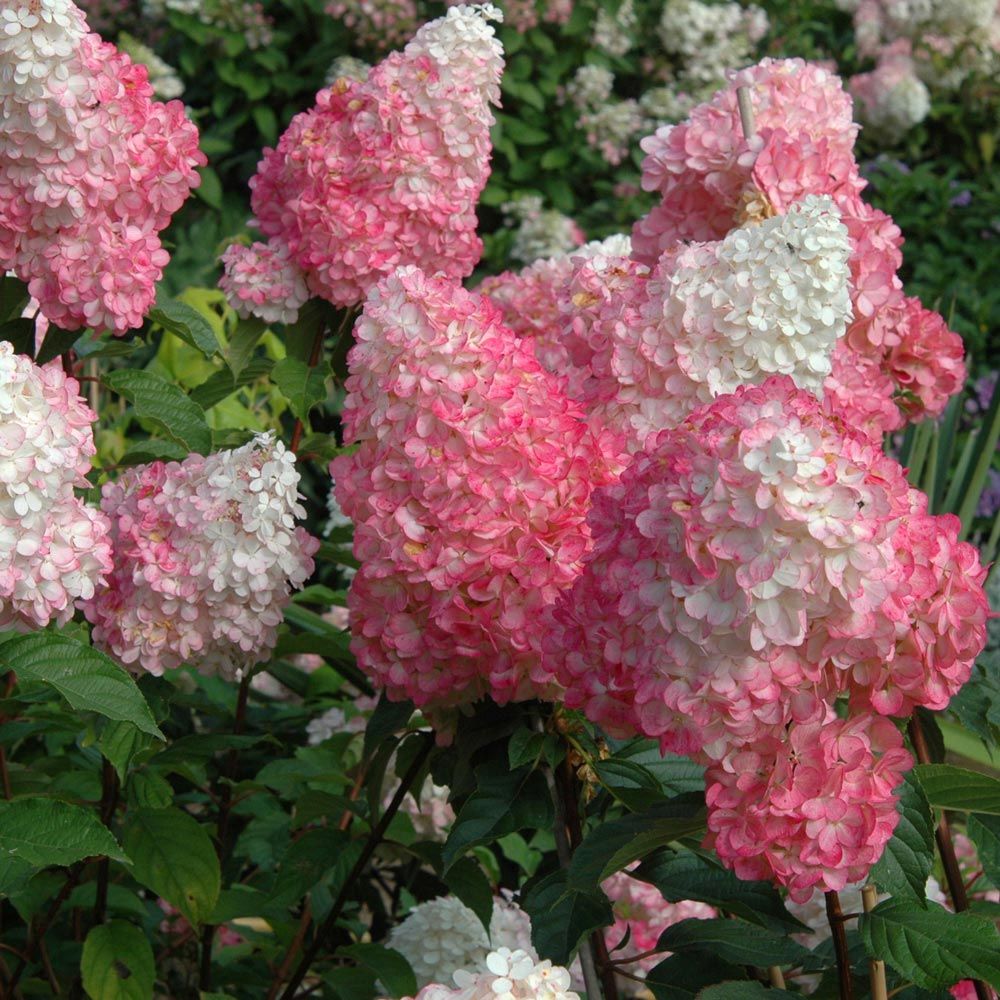 Hydrangea 'Vanilla Strawberry'