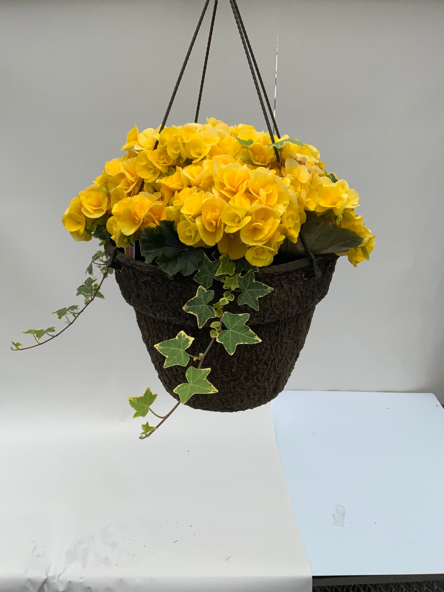 Begonia - 12" Fiber Hanging Basket