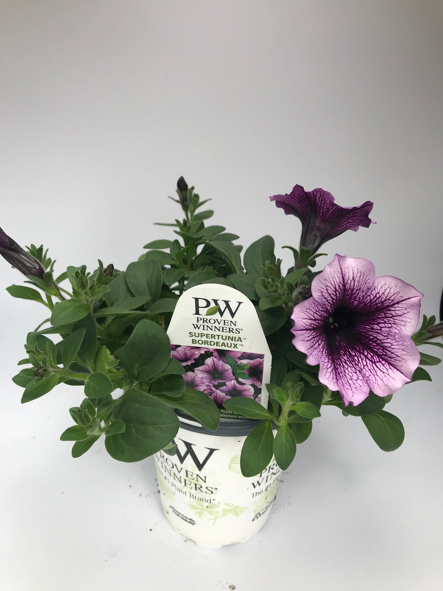 PW 4.25" Petunia Supertunia - 11 Colors