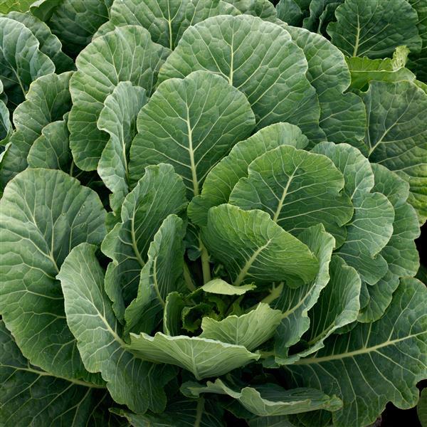 Collards 'Top Bunch' 6-Pack