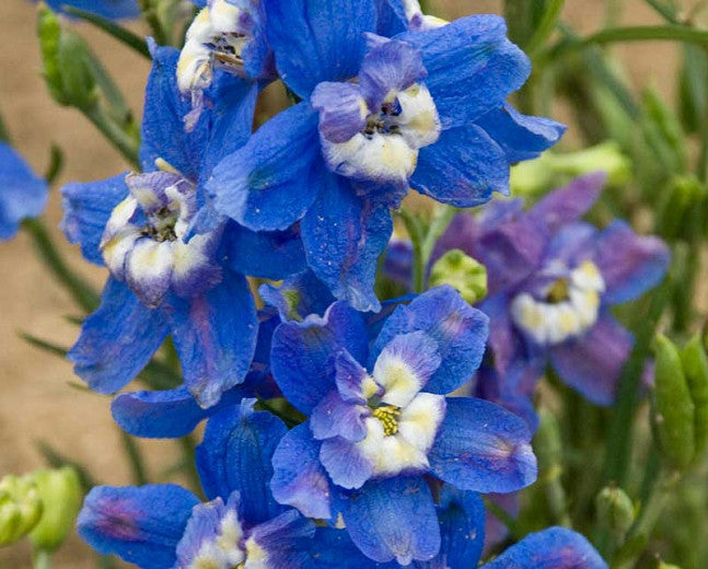 Delphinium 'Summer Cloud'