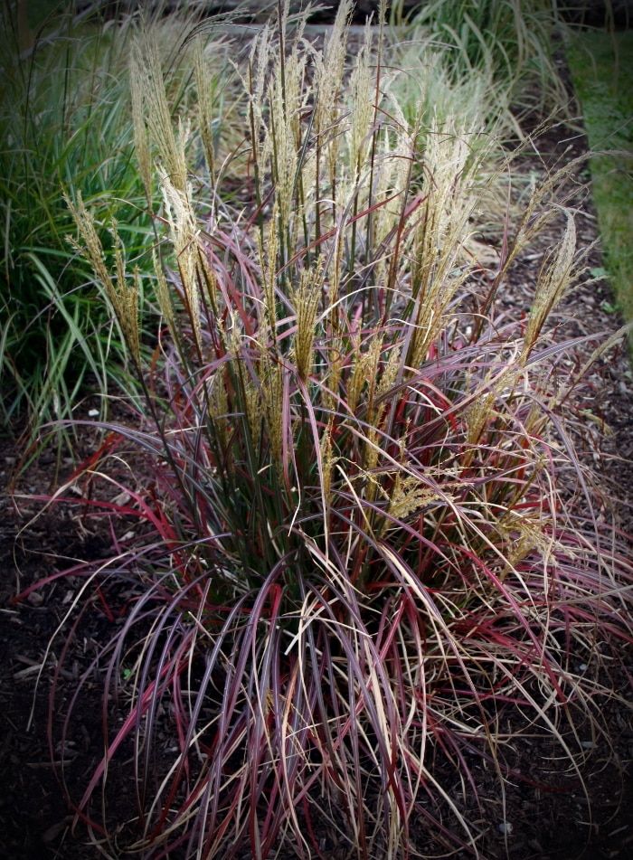 Grass, Dwarf Maiden 'Little Miss' 6"