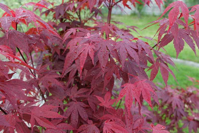 Japanese Maple 'Emperor 1'