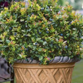 Blueberry 'Jelly Bean'