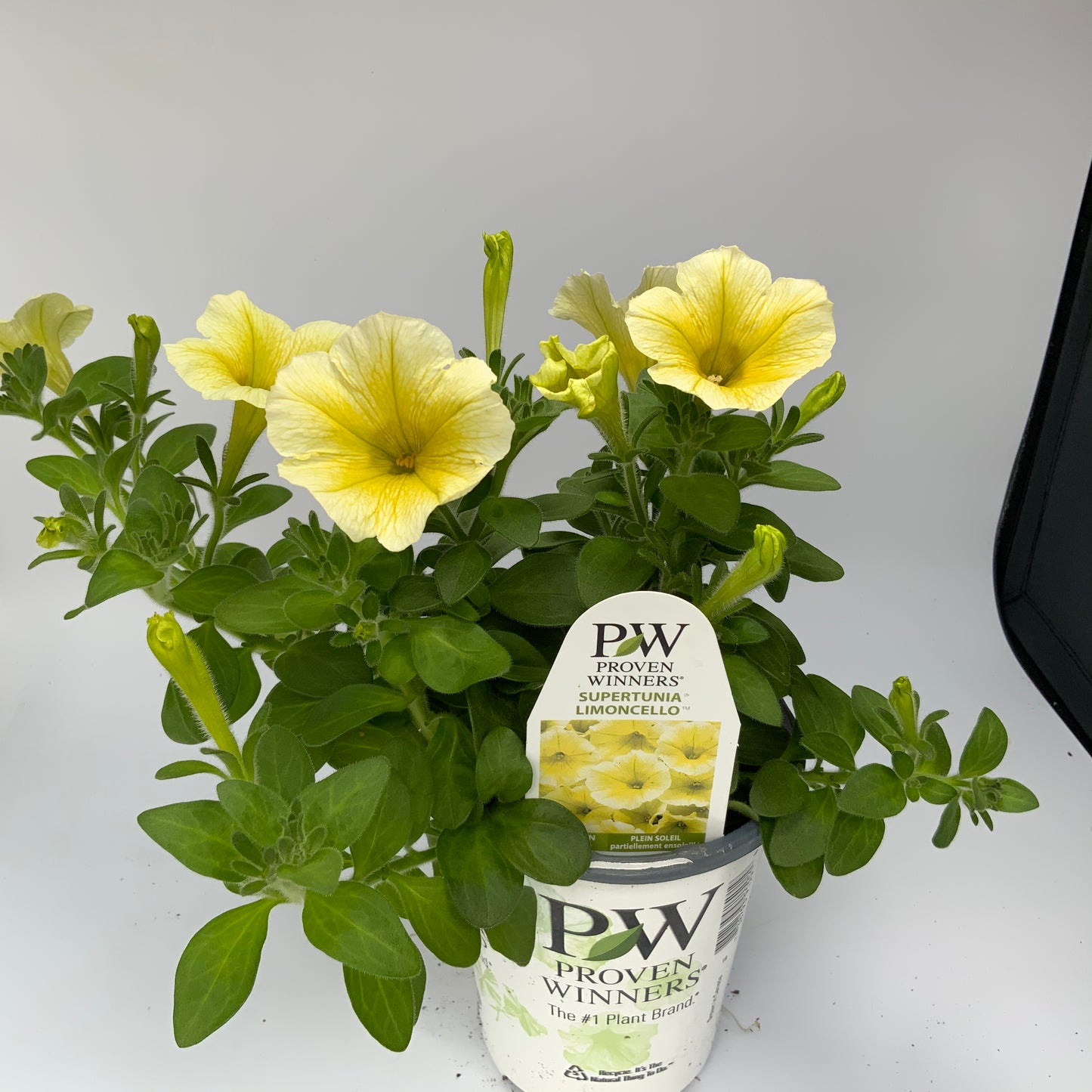 PW 4.25" Petunia Supertunia - 11 Colors