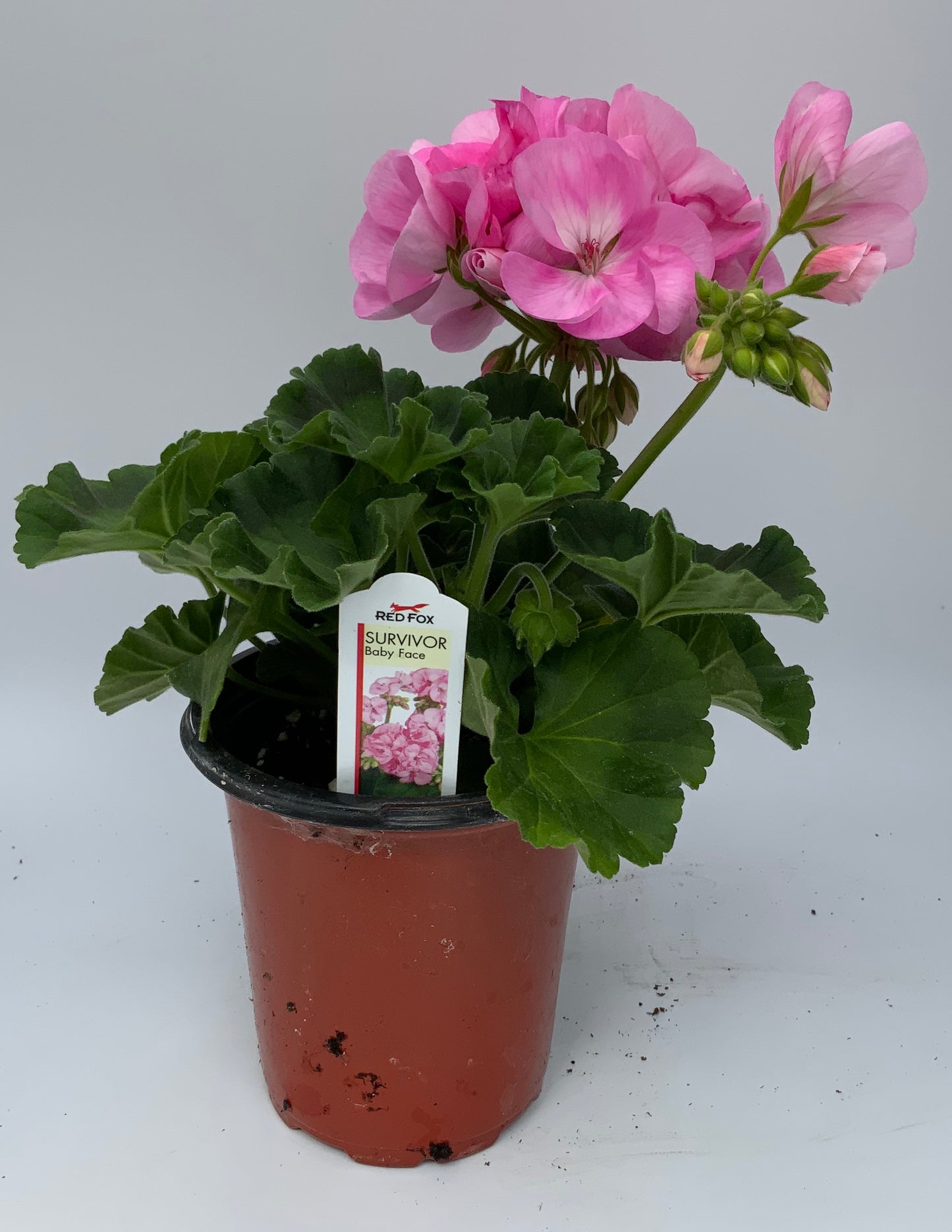Geranium 'Survivor' 4.25"