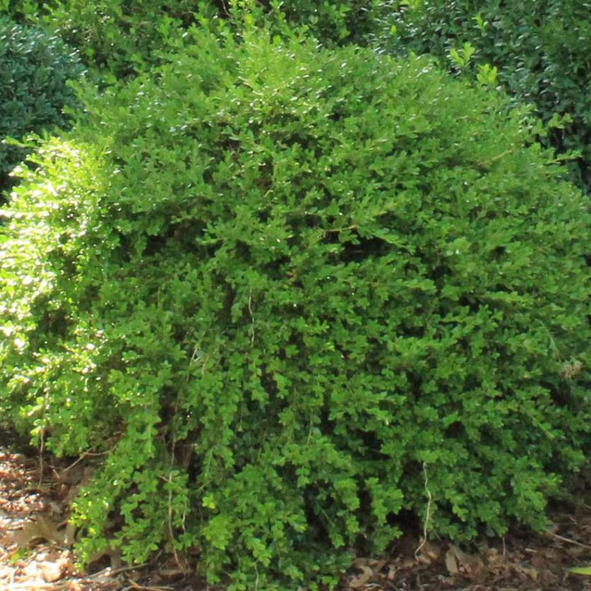 Boxwood 'Green Gem'