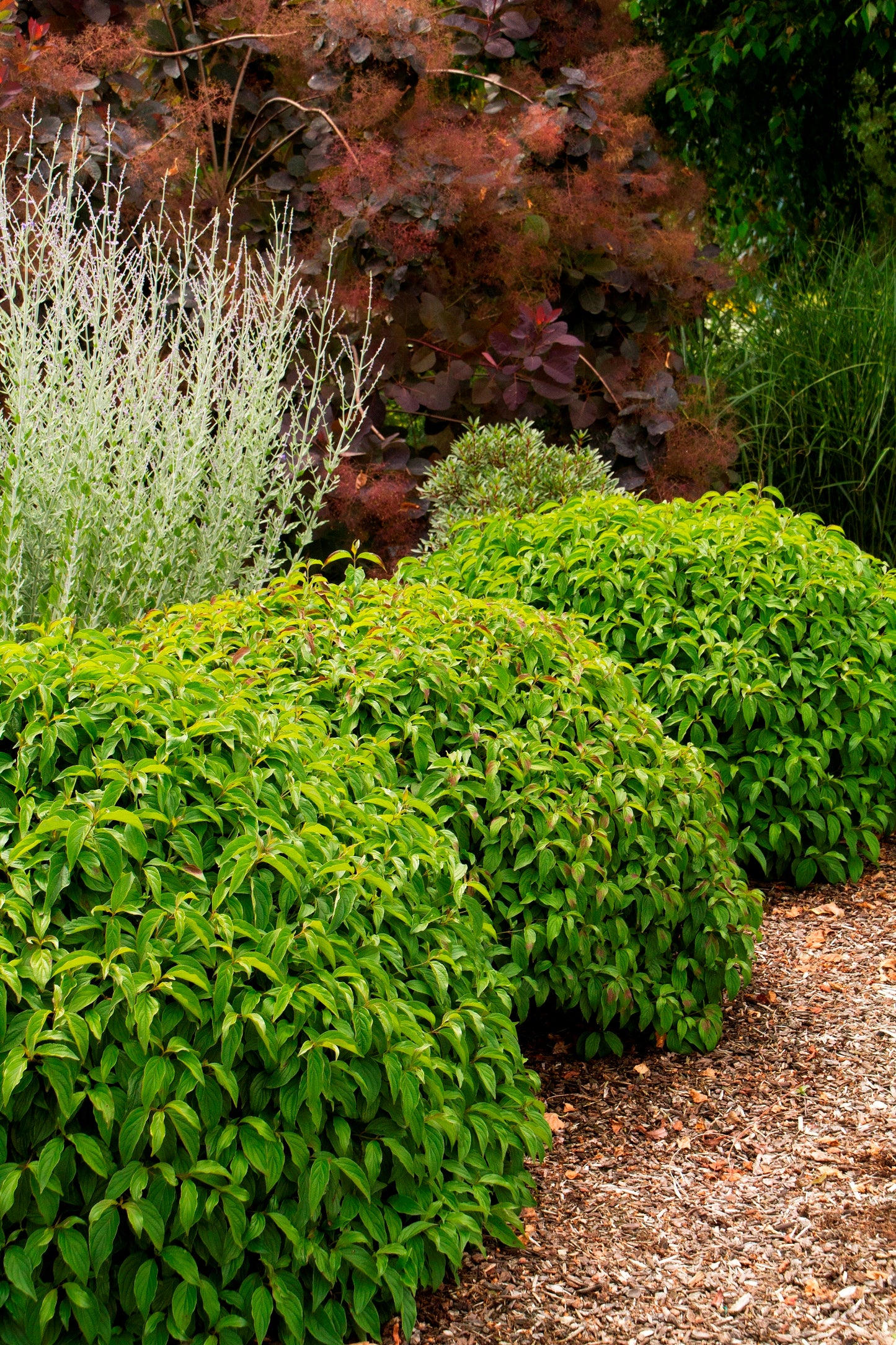 Dogwood Dwarf 'Kelsey'