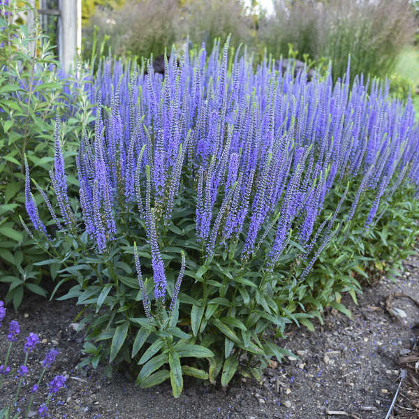 Speedwell 'Blue Skywalker' 1Gal