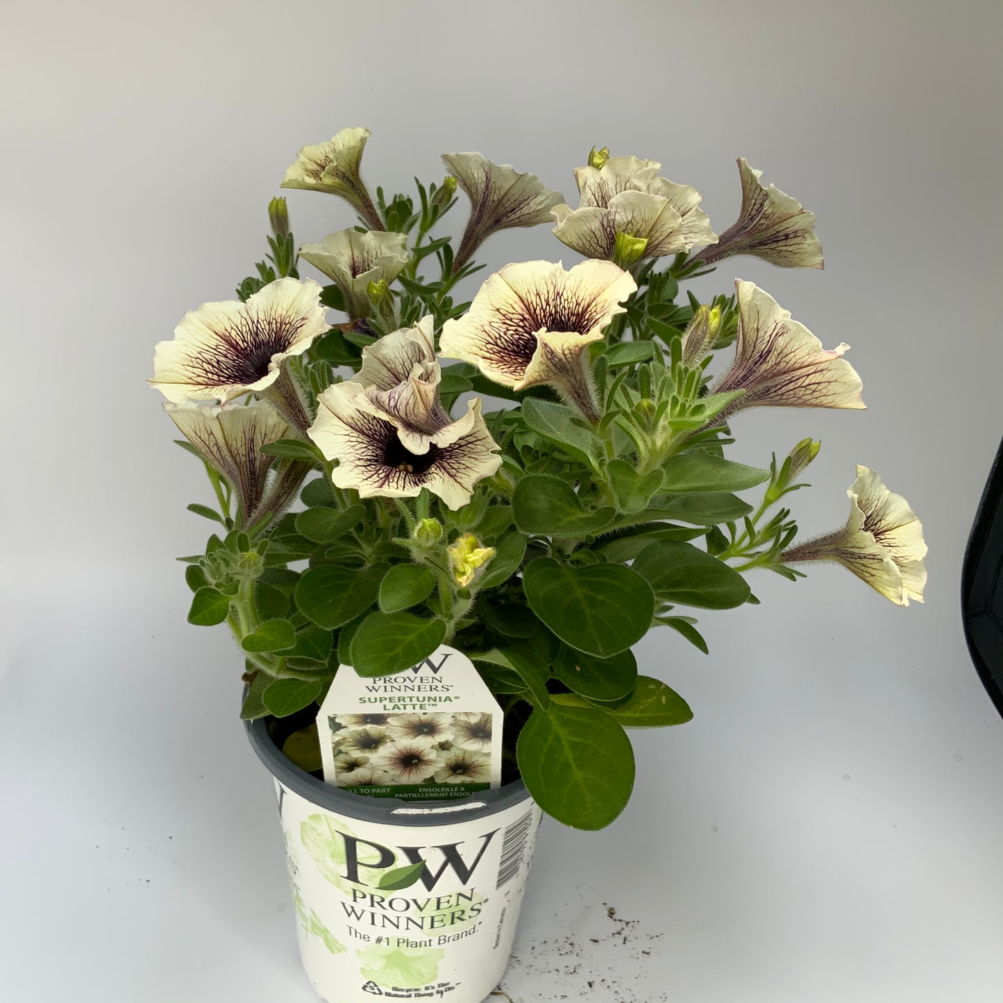 PW 4.25" Petunia Supertunia - 11 Colors