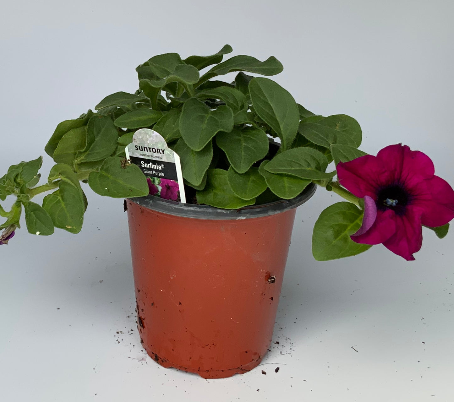 Petunia Surfinia, 4.25"