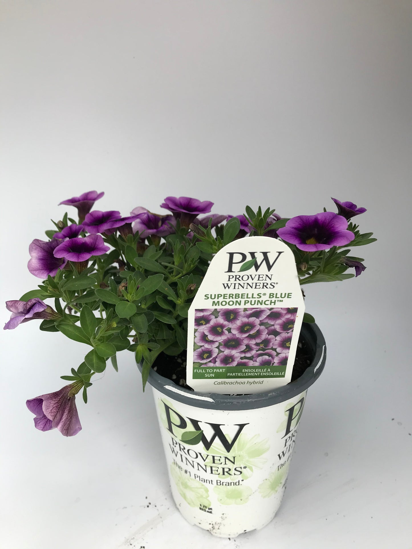 PW 4.25" Calibrachoa Superbells