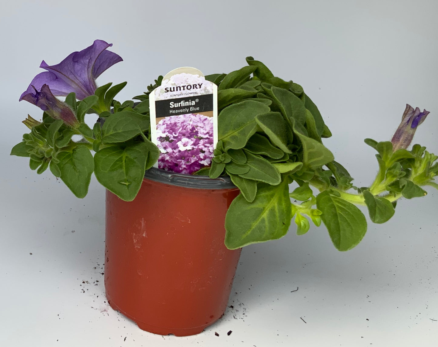 Petunia Surfinia, 4.25"