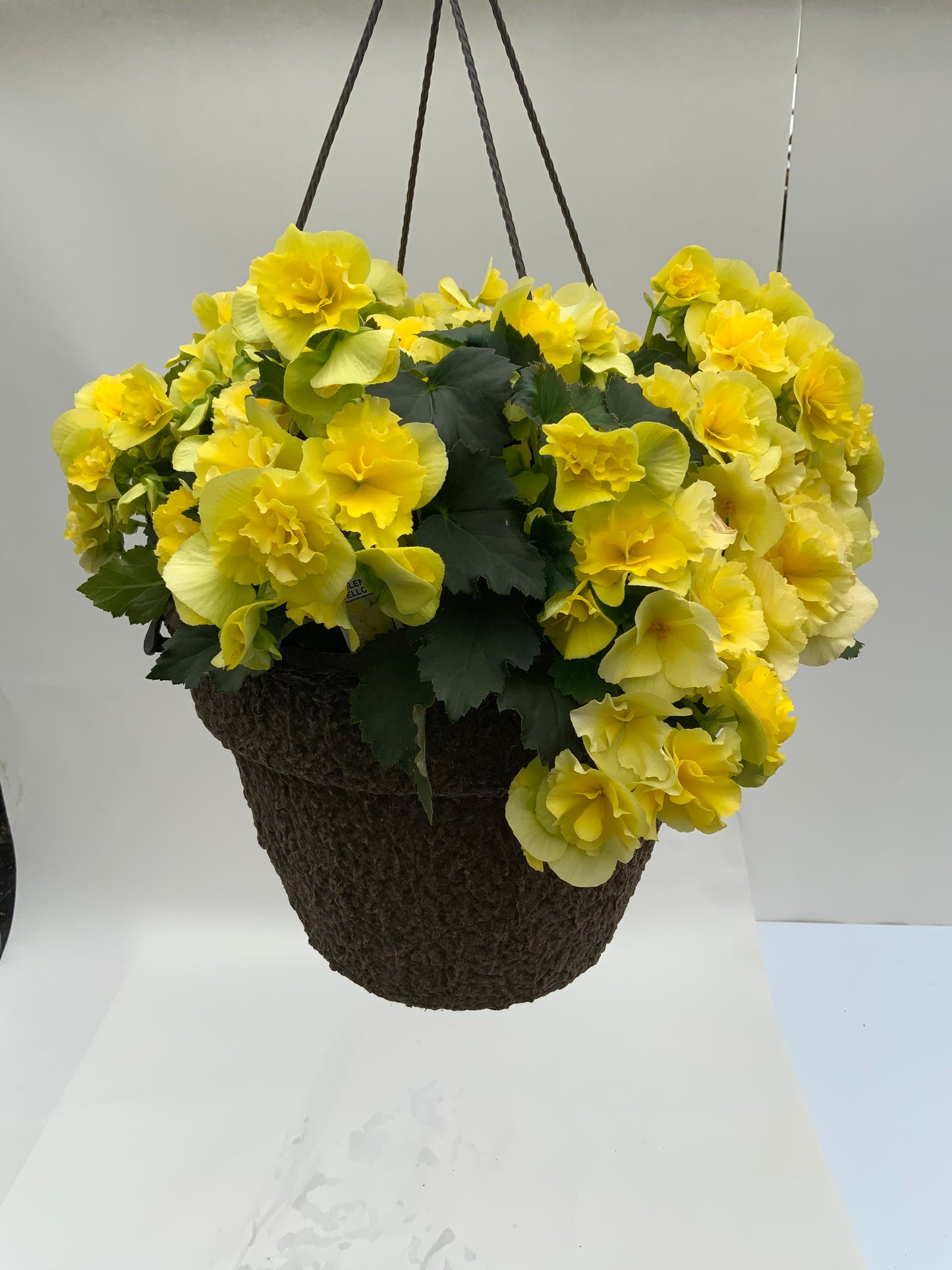Begonia - 12" Fiber Hanging Basket