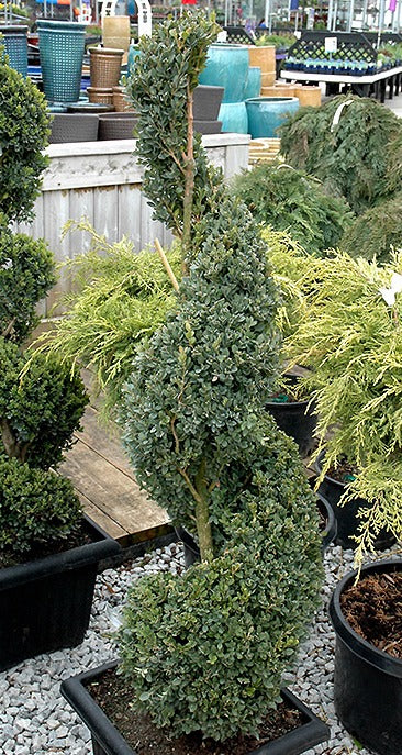 Boxwood 'Green Mountain' Spiral