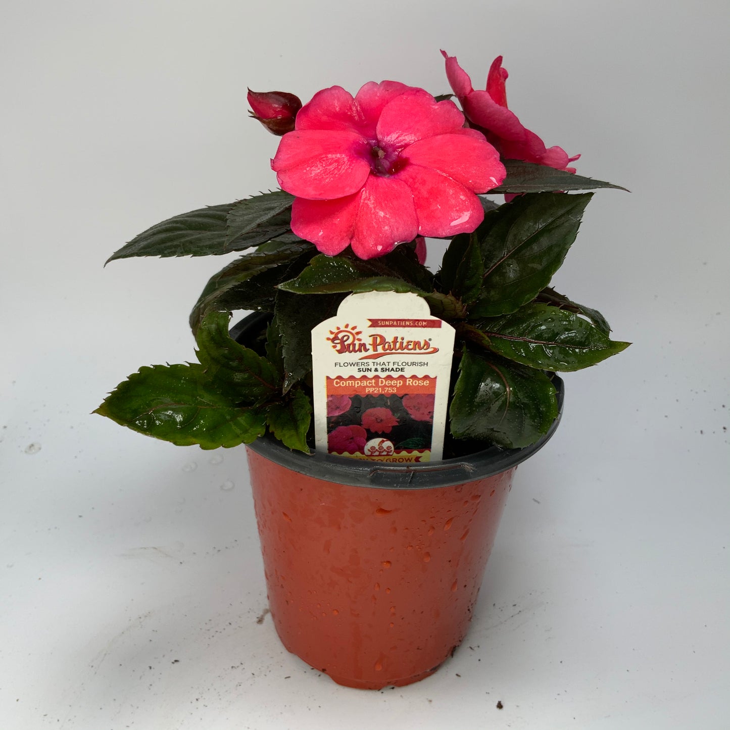 Sunpatiens Compact 4.25"