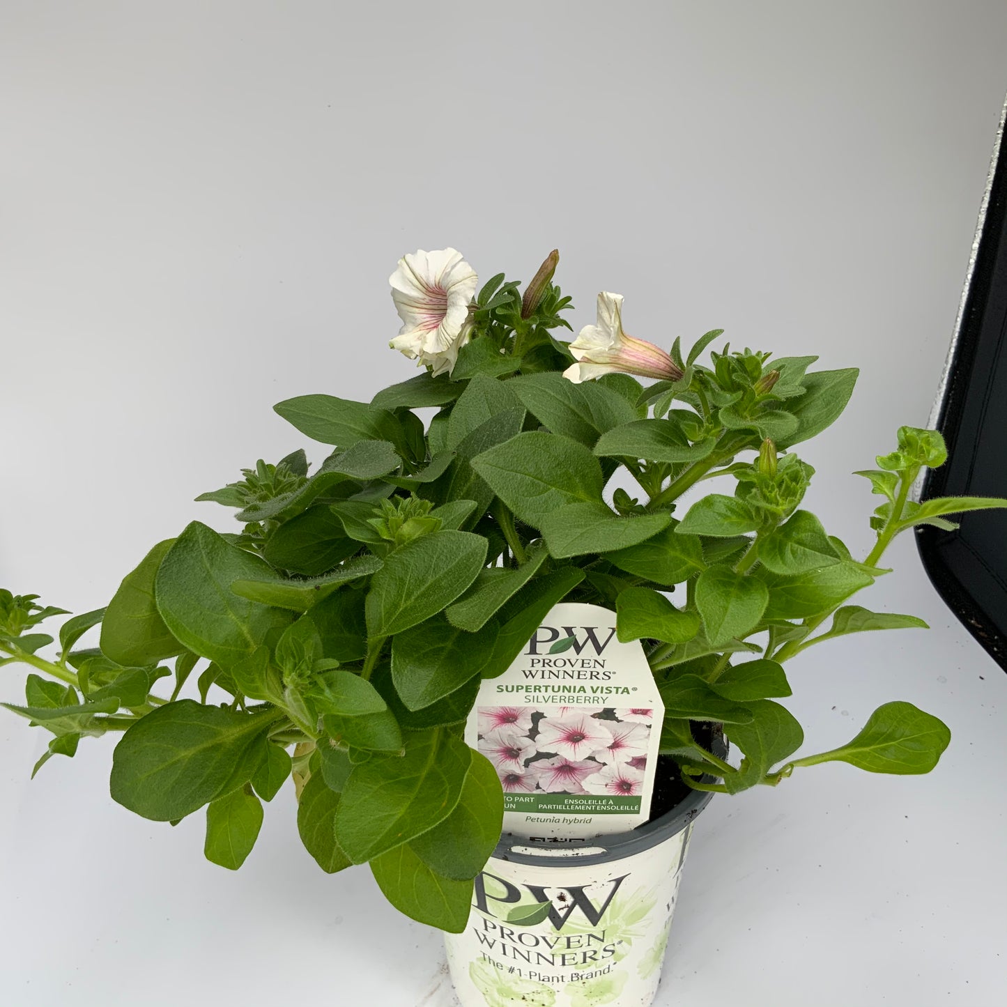PW 4.25" Petunia Supertunia - 11 Colors