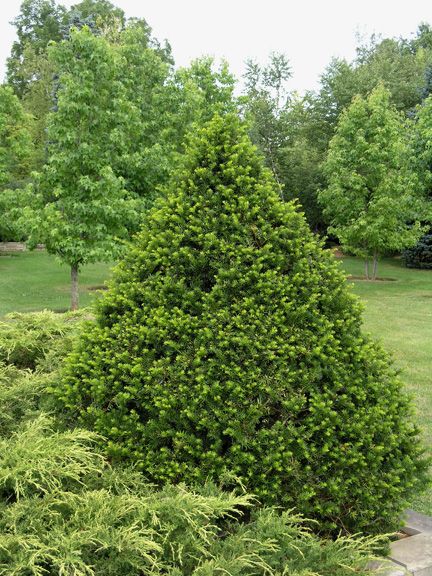 Japanese Yew 'Capitata' 80cm