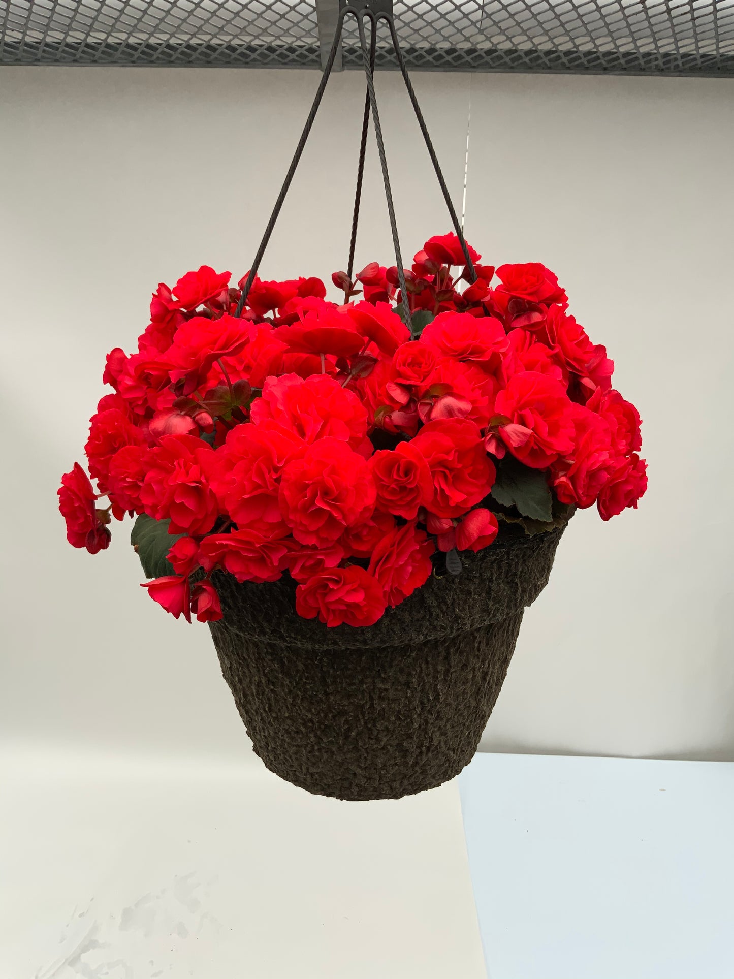 Begonia - 12" Fiber Hanging Basket