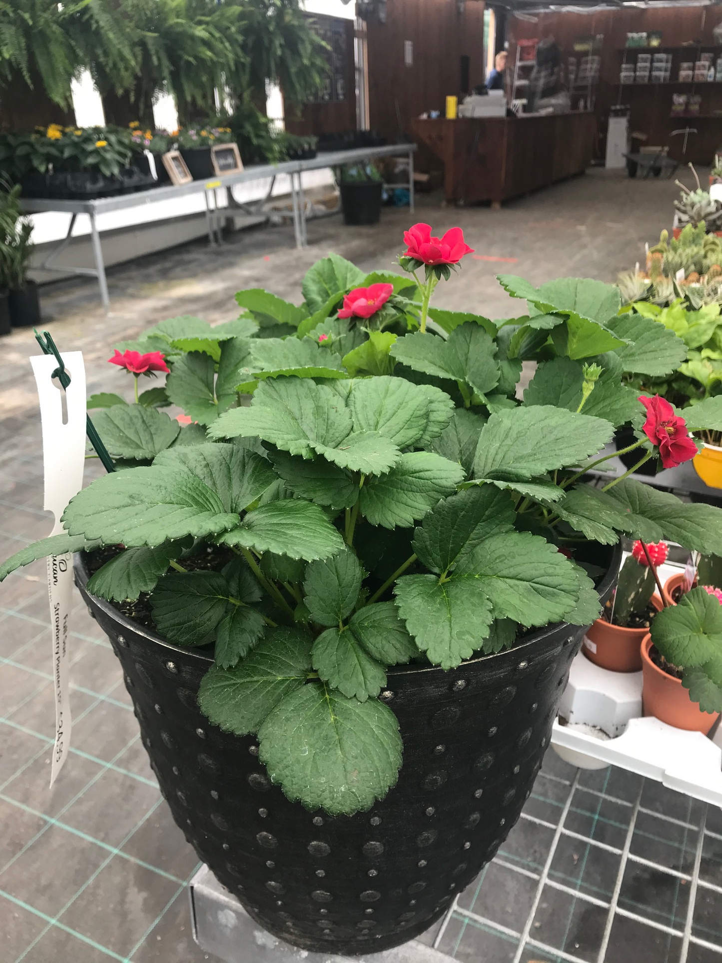 Strawberry 'Berried Treasure' Patio Planter 12"