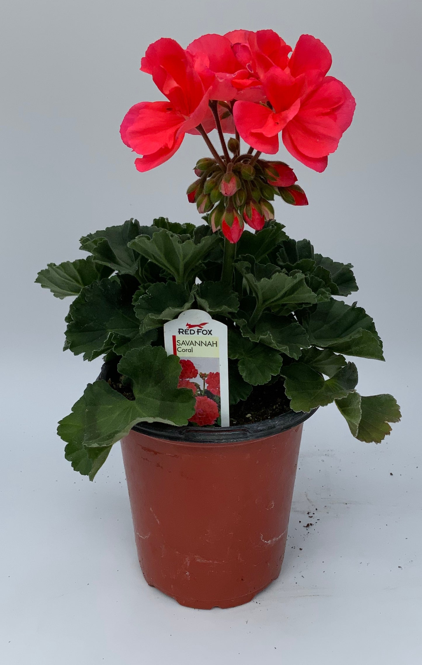 Geranium 'Survivor' 4.25"