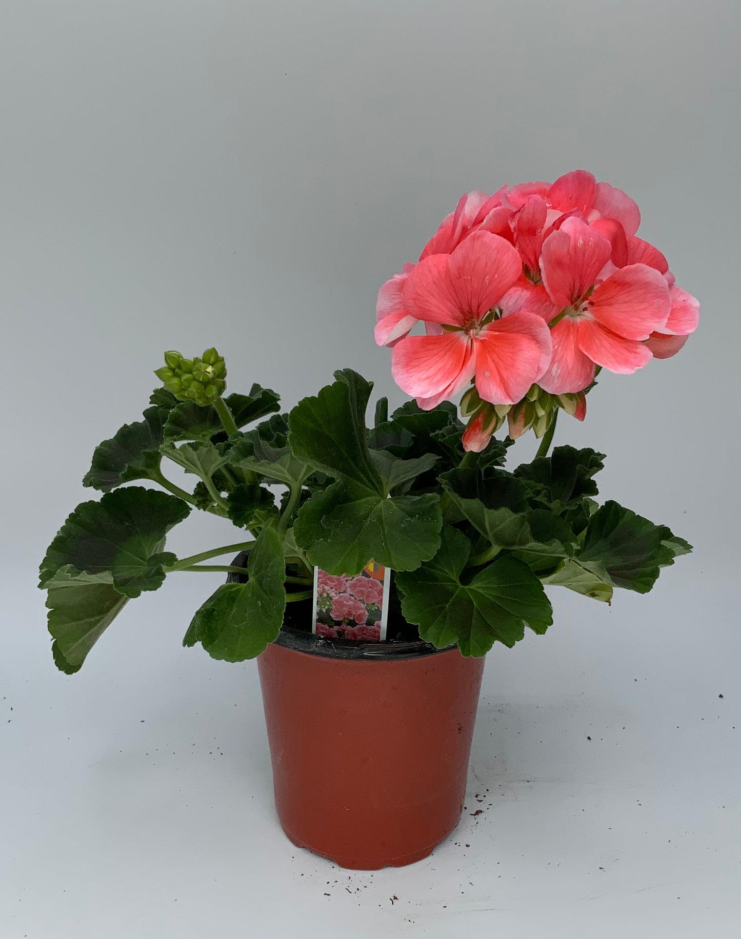 Geranium 'Survivor' 4.25"